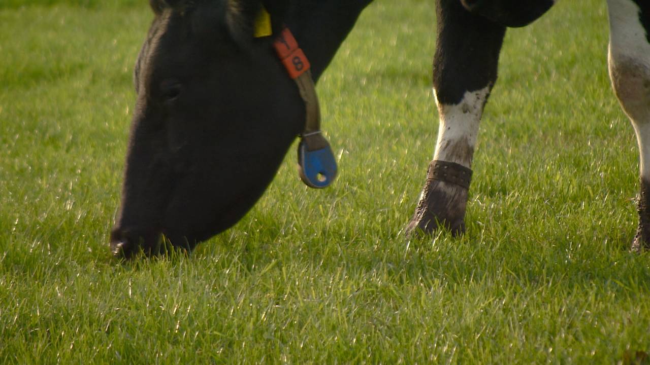 'Relatie tussen intensieve veeteelt en longkanker'