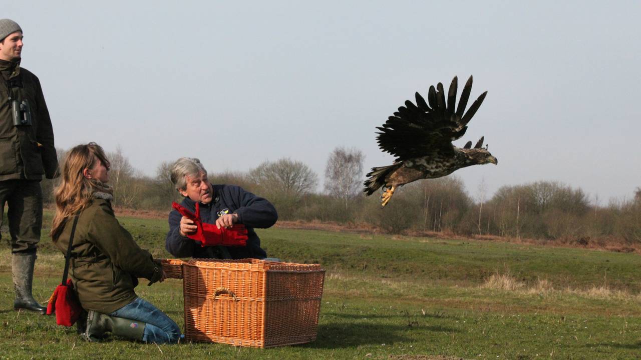 Zeearend uit Biesbosch weer vrijgelaten (Stichting Het Zeeuwse Landschap)