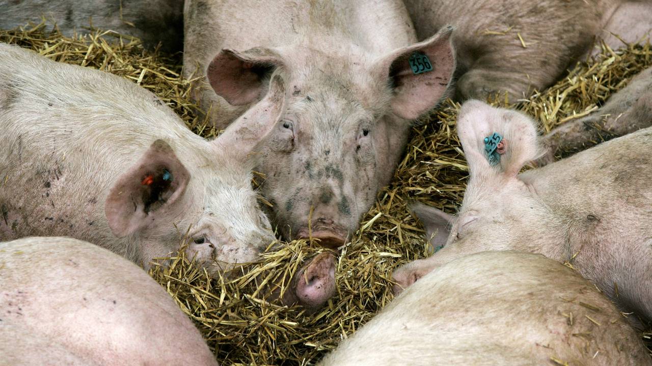De omgekomen man werkte op de varkensboerderij. (archieffoto: ANP)