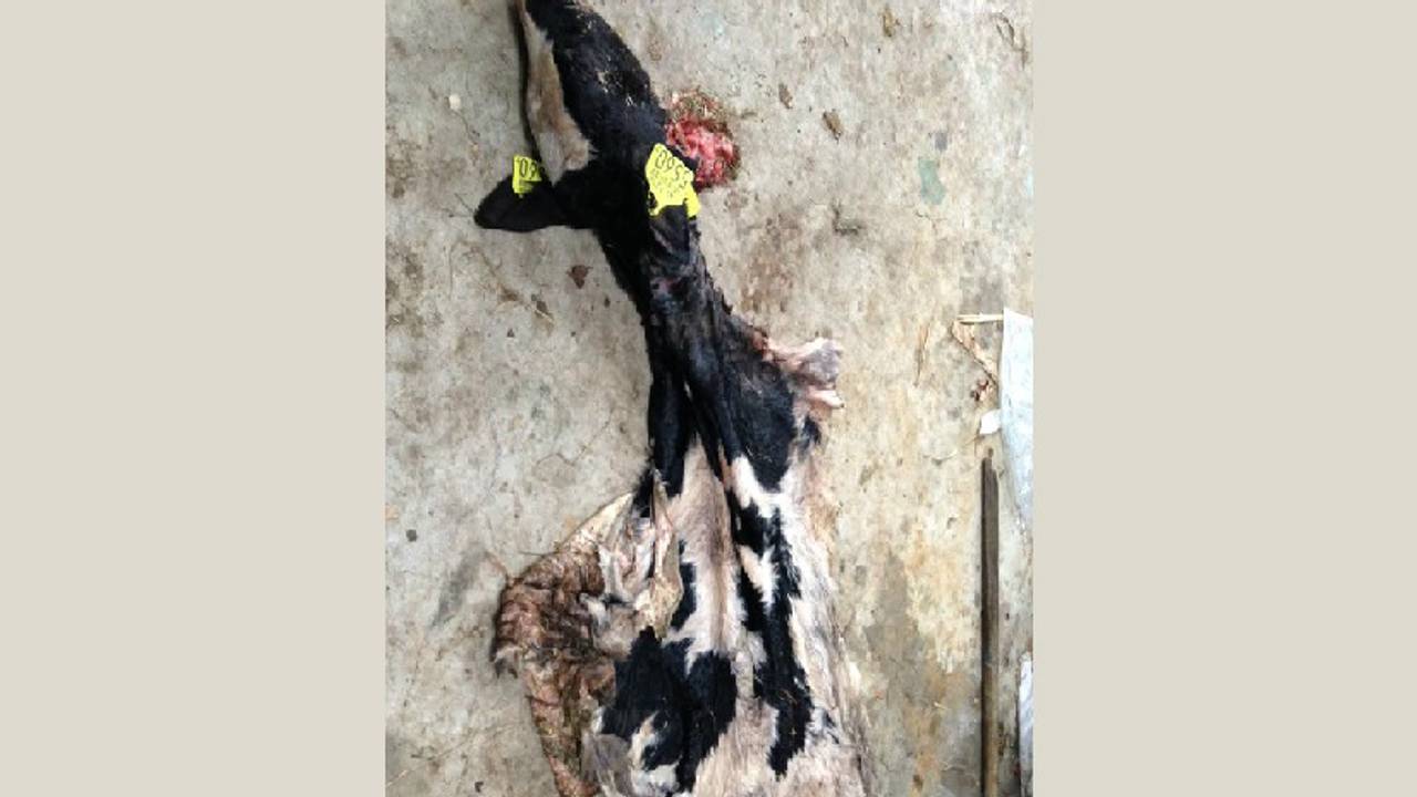 Zo vond Marjan het kalfje terug. (Foto: Marjan van Rooij/Facebook)