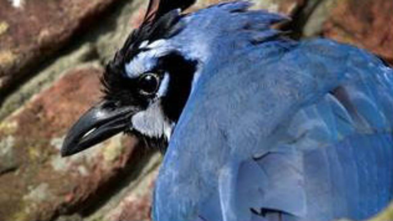 De fameuze zwartborstlangstaartgaai.