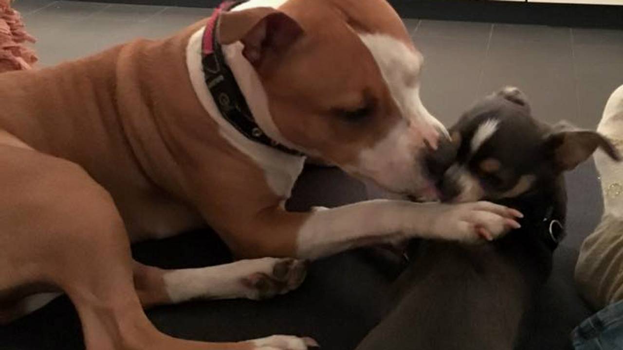 De 'gestolen' hondjes Ninja en Diva zijn weer thuis. Foto: Facebook