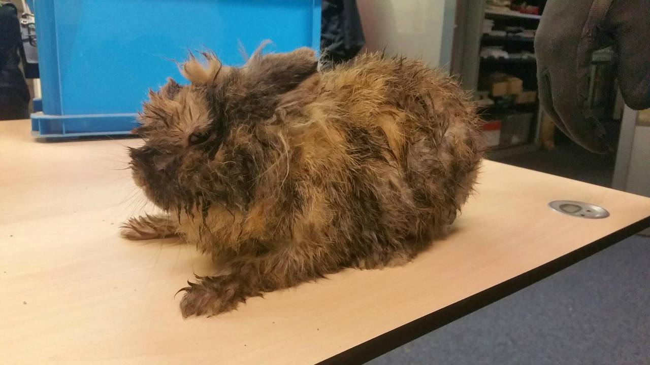 Foto: Facebook Politie Den Bosch