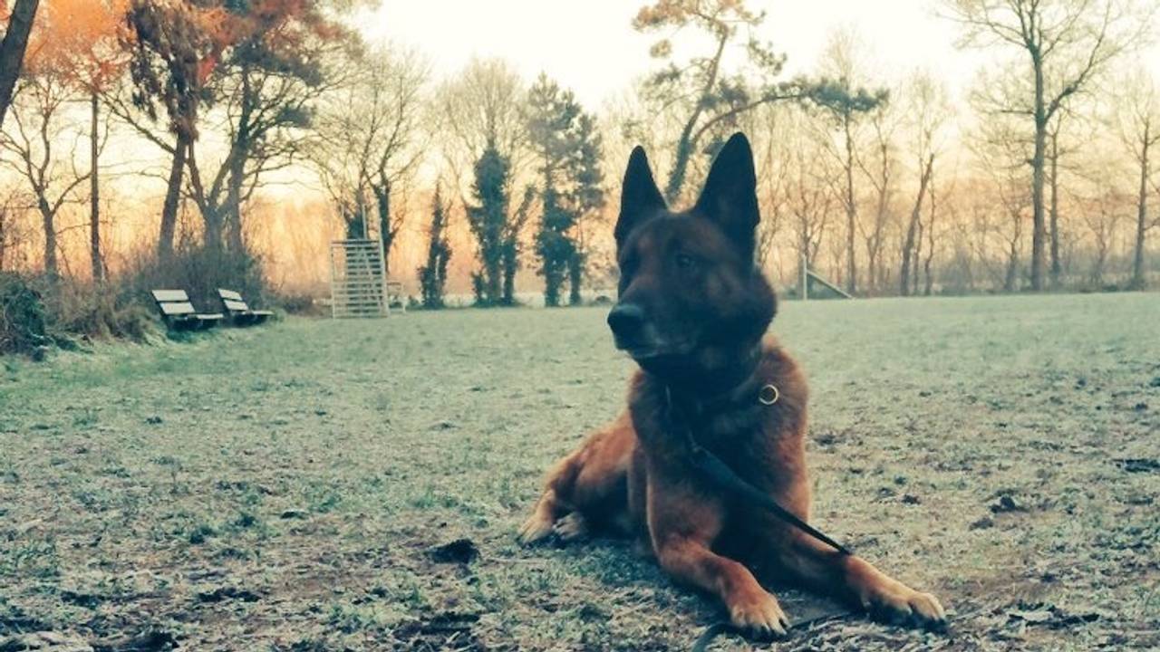 Politiehond Figo (bron: Twitter)