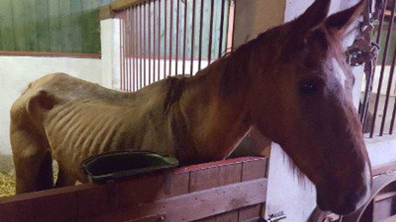 Een 22-jarige merrie. (Foto: politie)