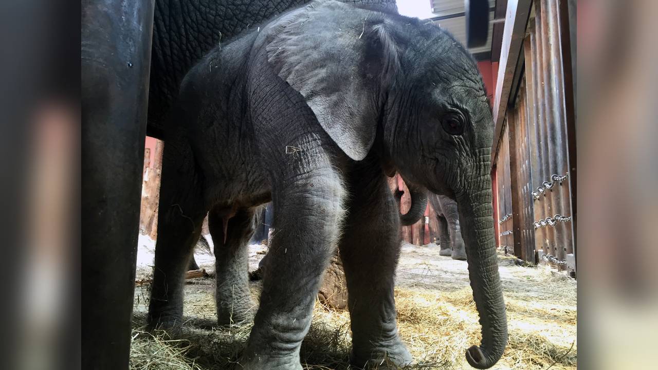 Hoeveel miljoenen levert babyolifantje Madiba het park op. Foto: Erik Peeters