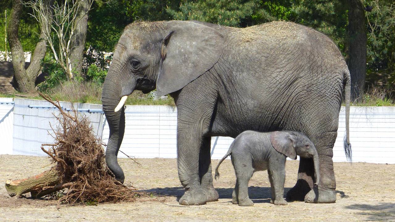 Madiba mocht na een paar dagen naar buiten. (Foto: Beekse Bergen).