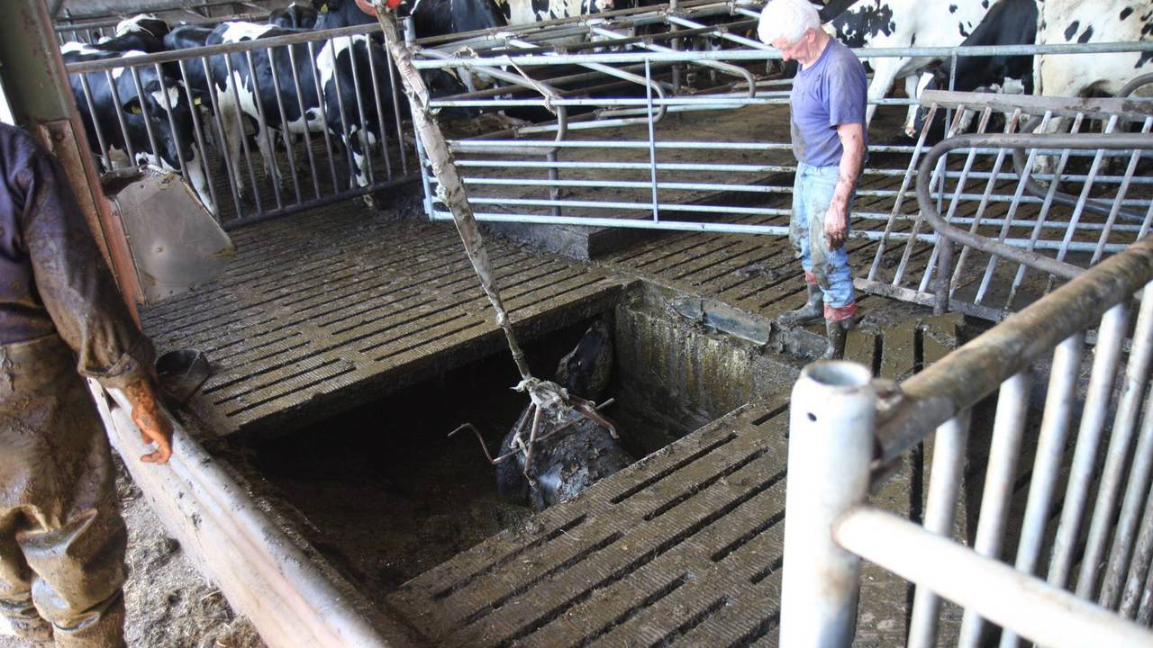 De kalveren worden uit de gierput getakeld (foto: Martien van Dam/SQ Vision).