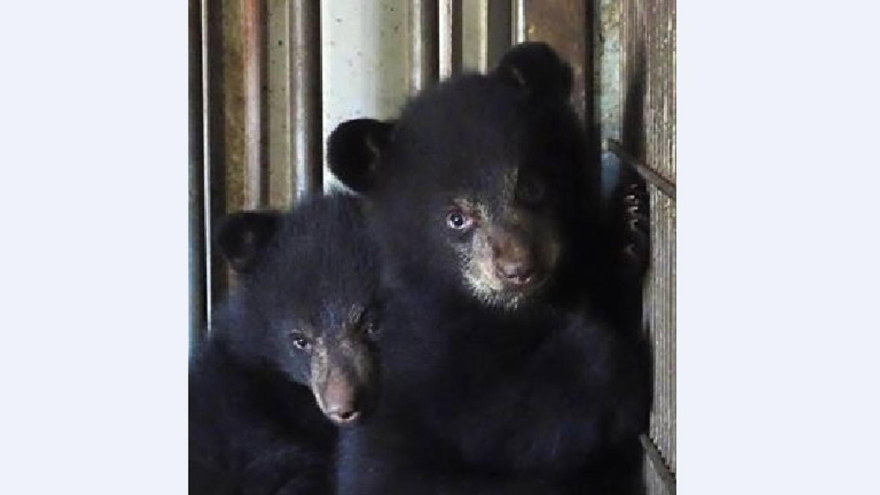 Foto: Zie-ZOO Volkel