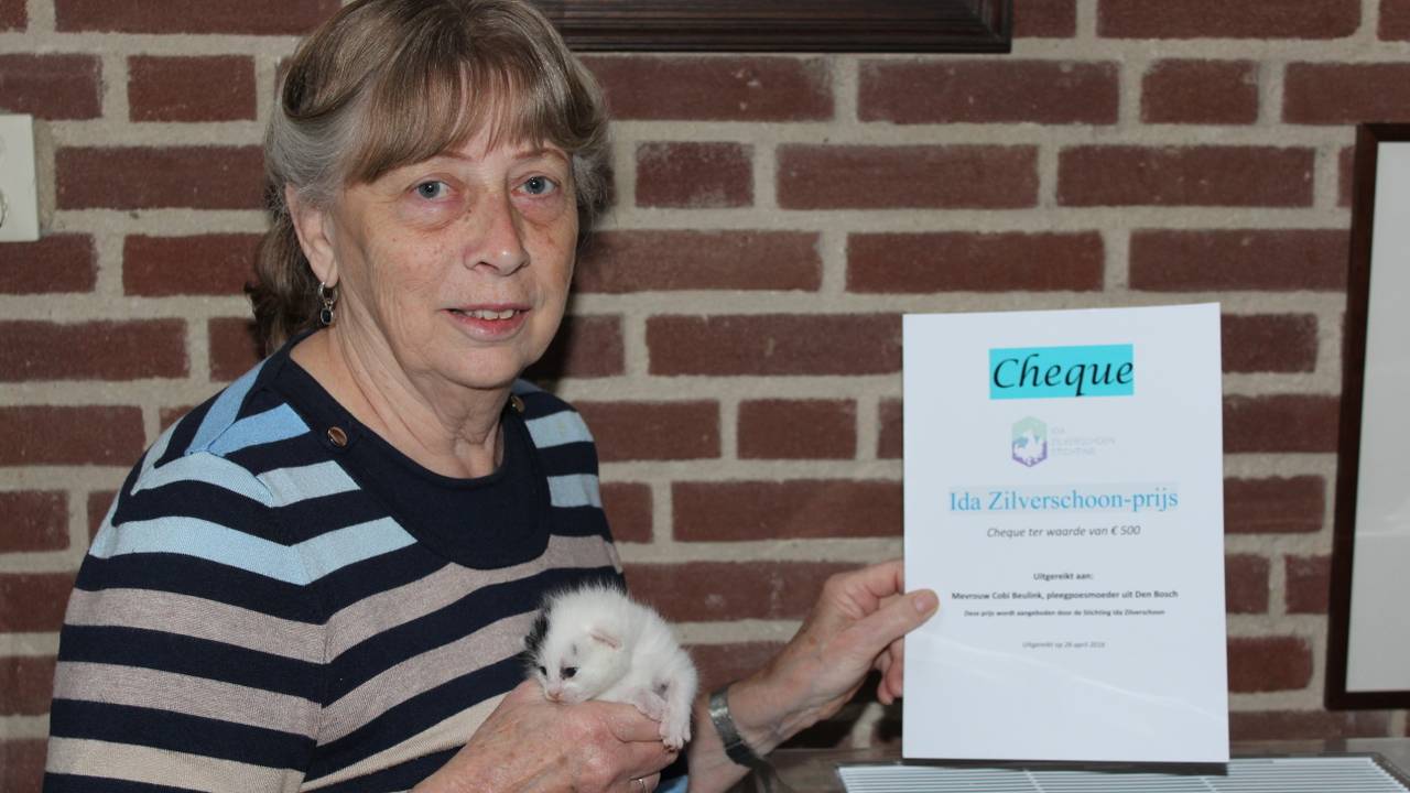 Kitten-pleegmoeder Cobi in actie