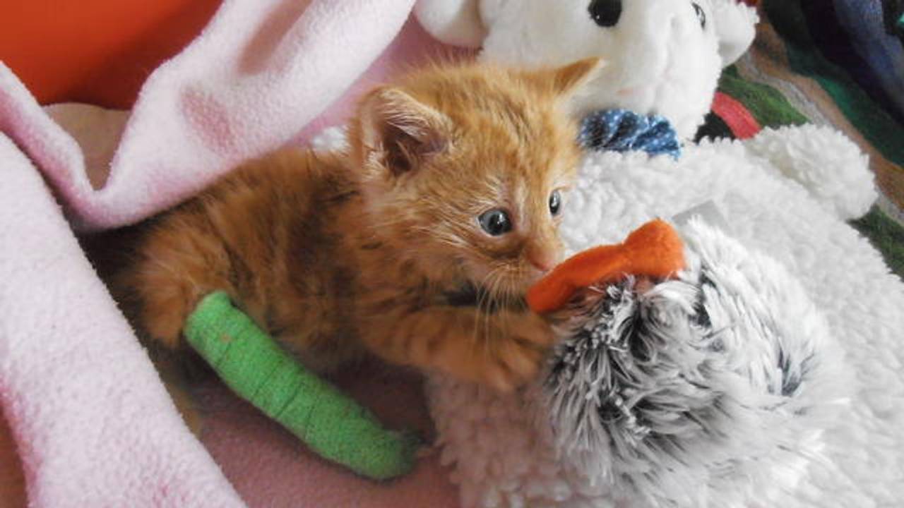Opgevangen door De Kittenmand, één van de Positoos-doelen