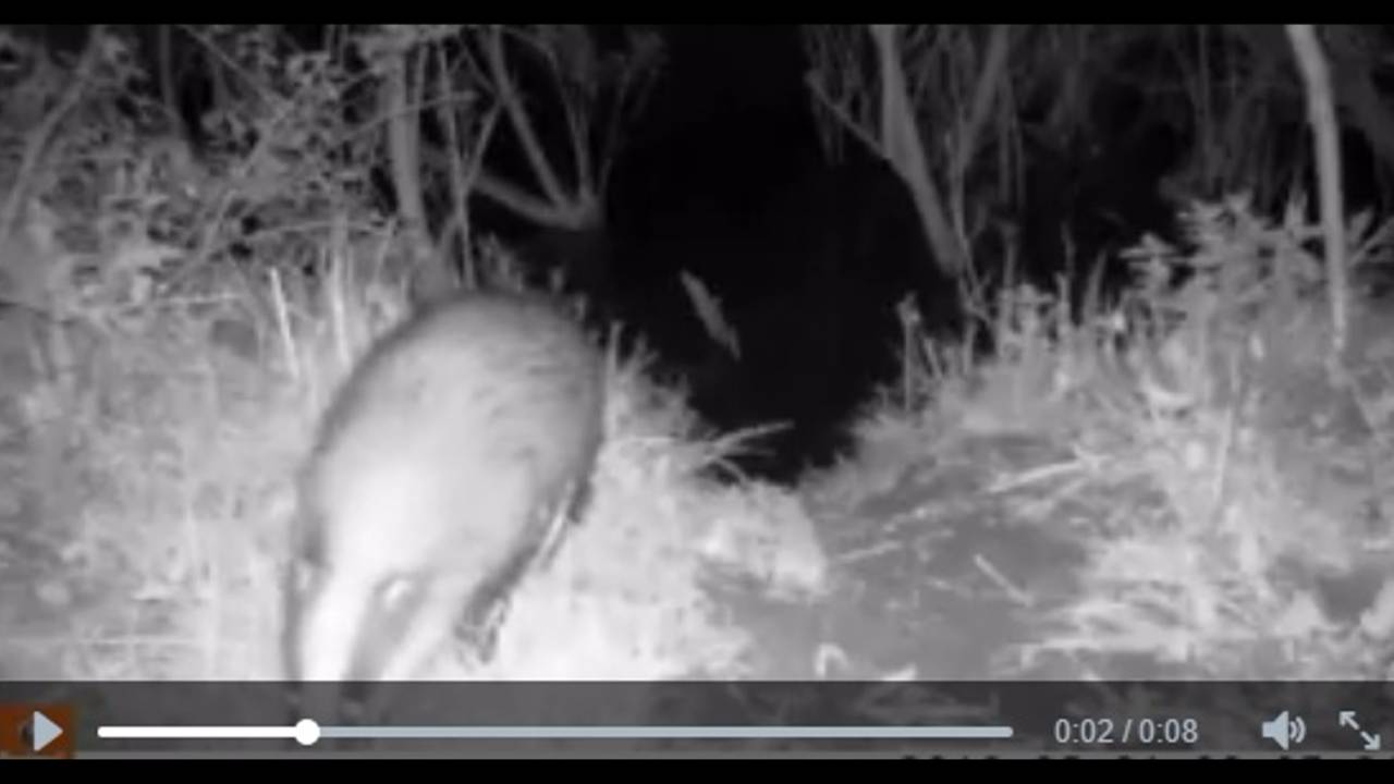 Das gesnapt door een camera-val in de Biesbosch