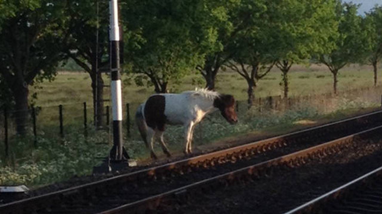 De uitgebroken paarden. (Foto: Twitter/Erik de Jonge)