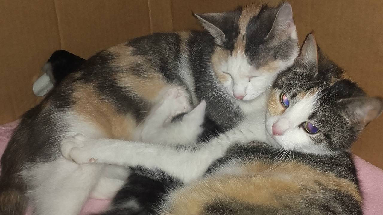 Moederpoezen Boefje en Angel verzorgen de kittens samen. (Foto: Bianca Oerlemans)