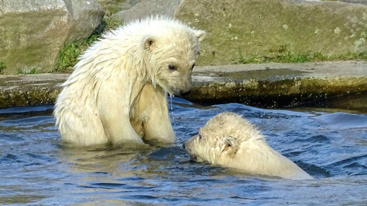 De ijsbeertweeling in Dierenrijk Nuenen