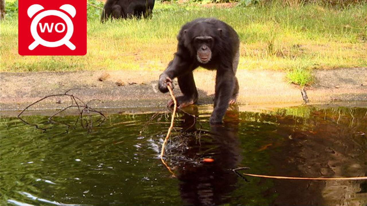Chimpanseeverblijf Dierenrijk wordt geopend