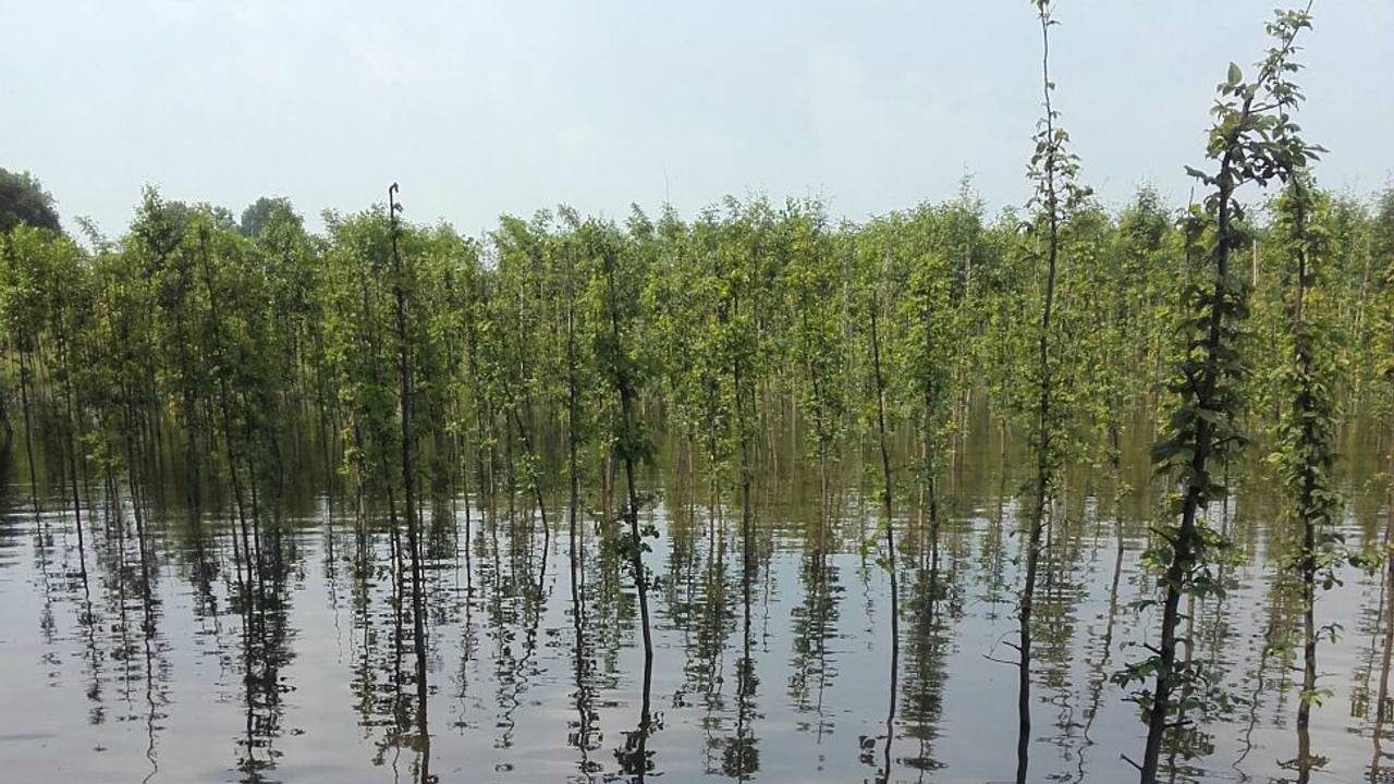 Duizenden bomen stonden onder water. (Foto: Marcel Heiming)