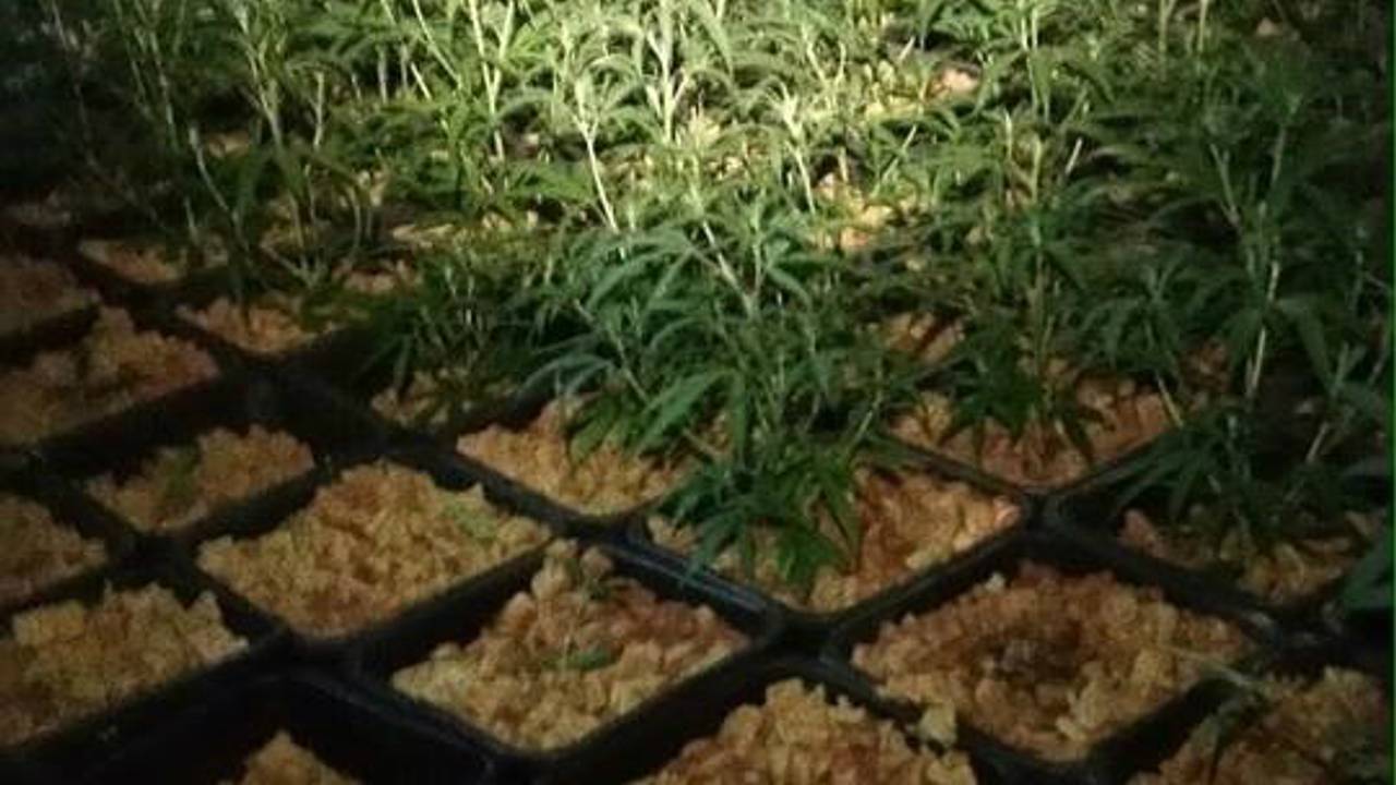 De plantjes (foto: Facebook Politie Eindhoven)