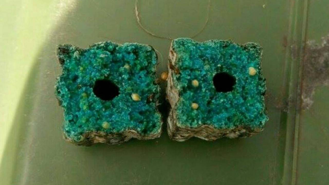 Dieren zien een gebakken spons als lekkernij