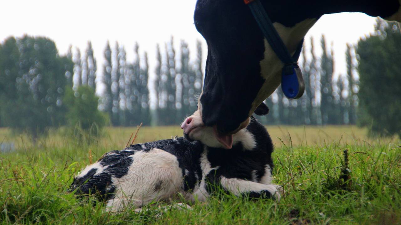 Ook boeren in Brabant sjoemelen met het aantal kalfjes per koe. (Foto: Lida Verkade)