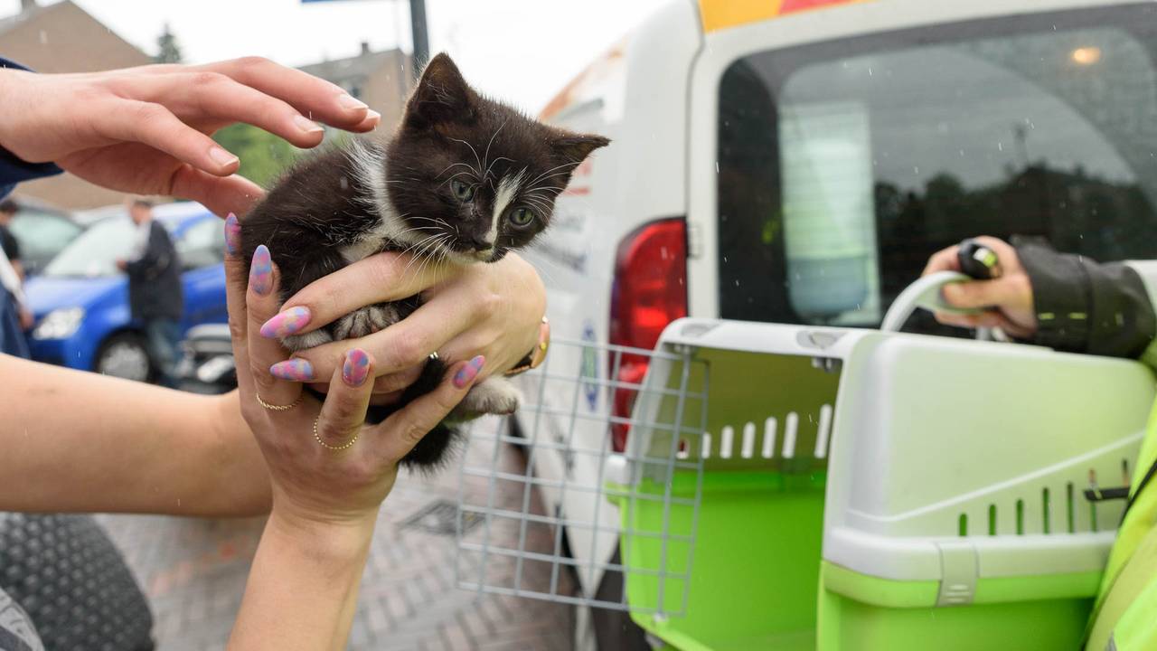 Het kitten kan eindelijk naar een veiliger heenkomen (Foto: Tom van der Put)