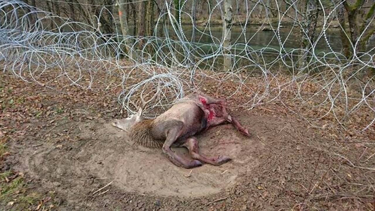 Eén van de slachtoffers (foto: D. Kaps).