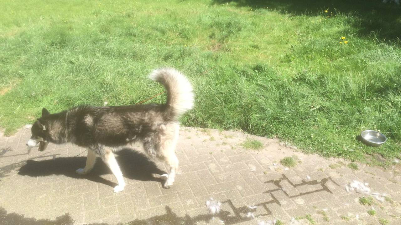 Foto: Twitter Dierenpolitie