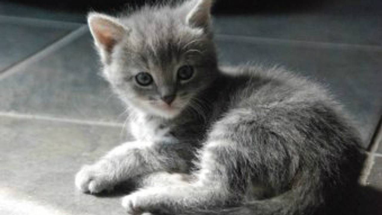 De kittendag bij De Doornakker gaat niet door.