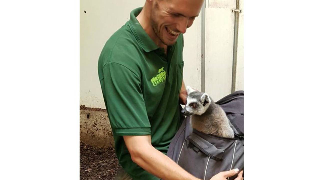Ringstaartmaki Ernie is terug in ZooParc. (Foto: ZooParc/Facebook)