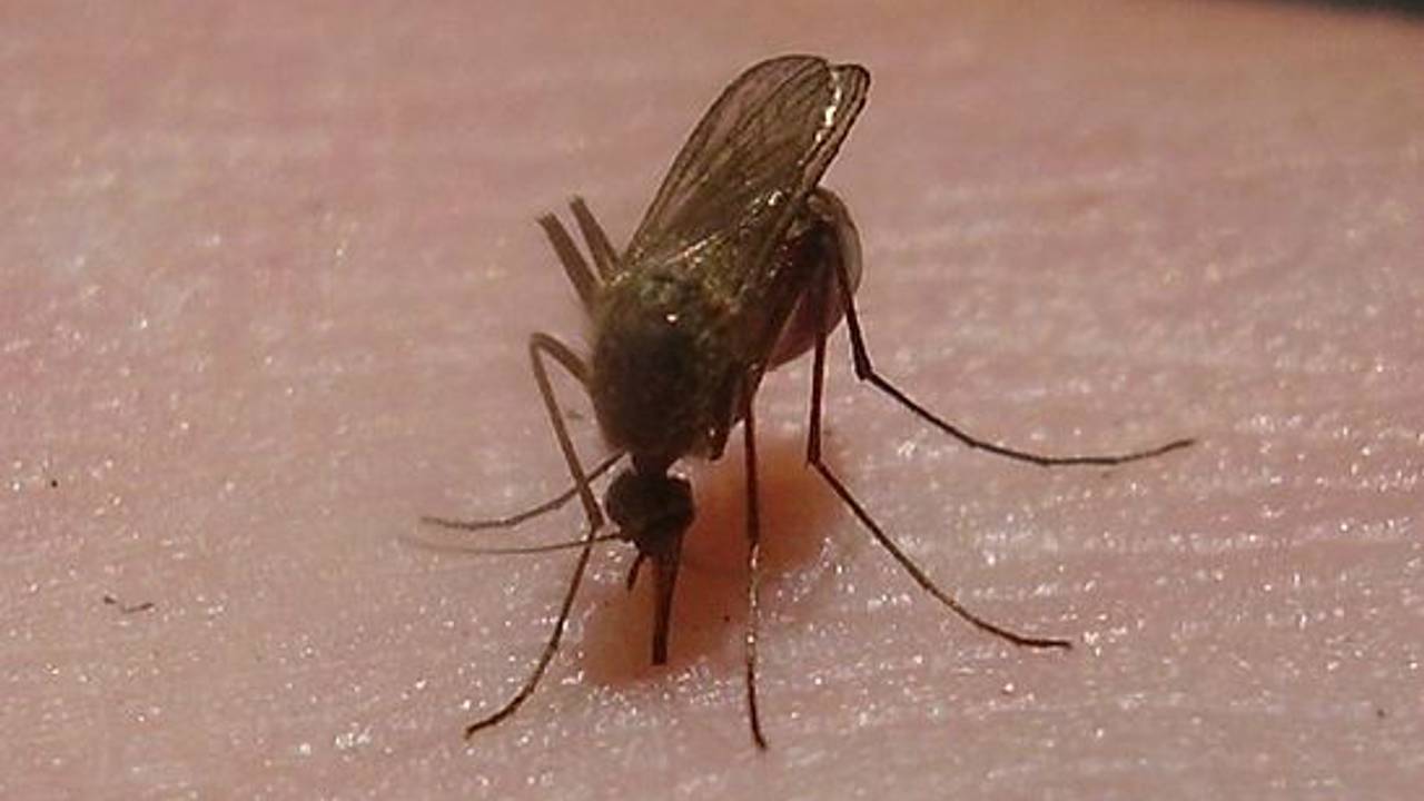 (foto: Wikipedia)(foto: Wikipedia)