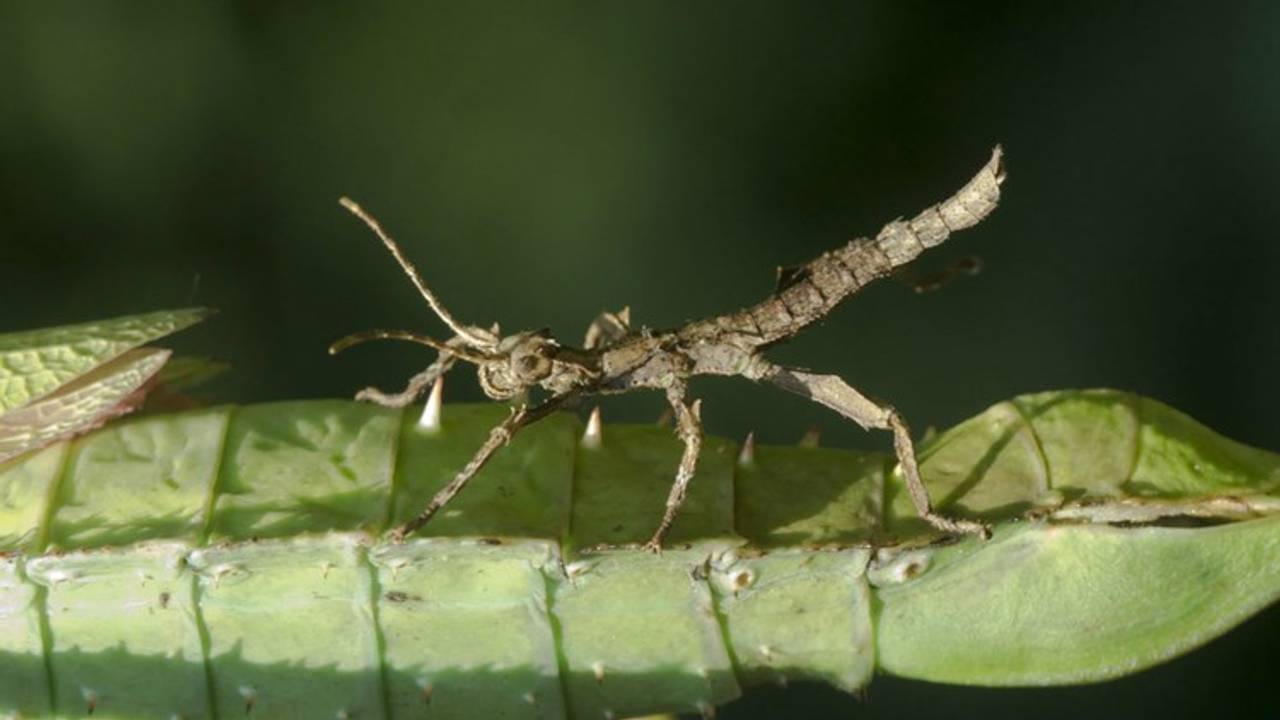 De pasgeboren nimf Gaia (Foto: De Oliemeulen)