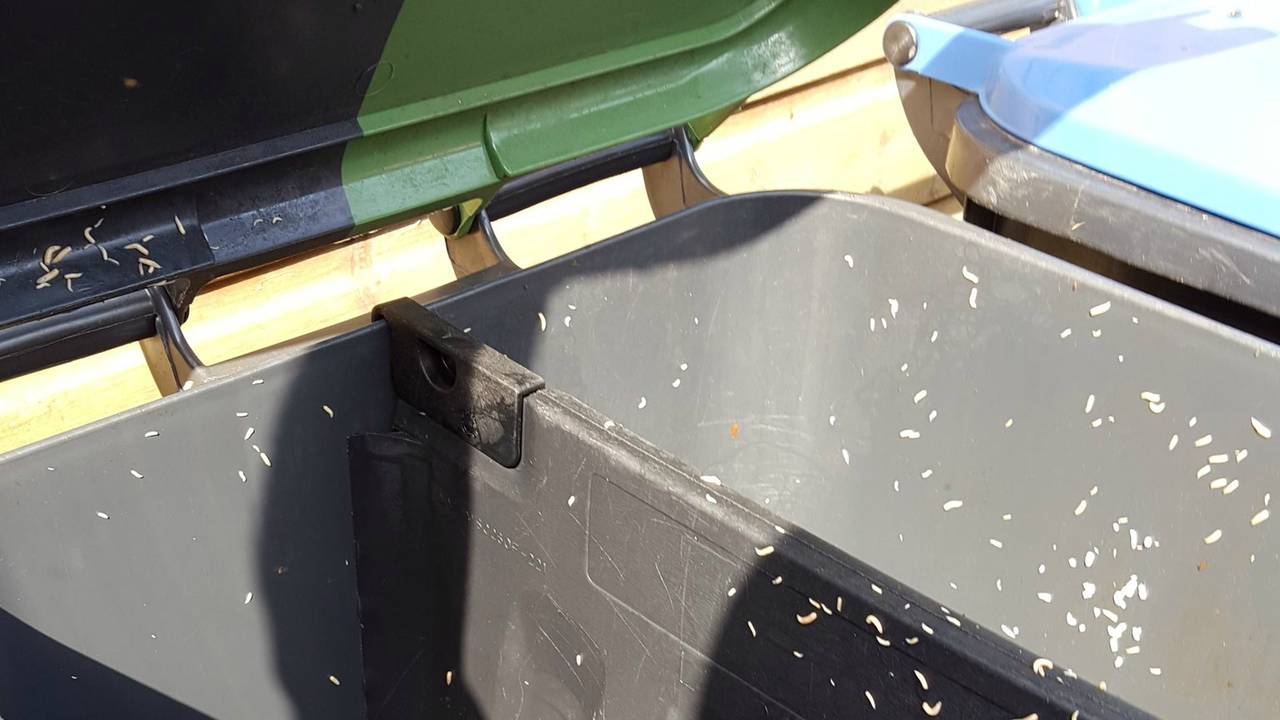 Bah! Maden in de container wil je niet (foto: @Heljawel/Twitter)