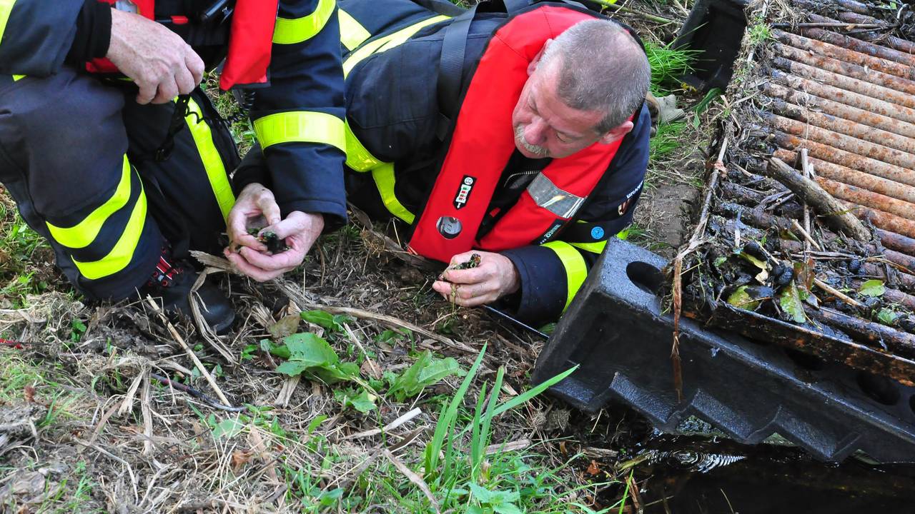 Brandweermannen halen de eendjes uit de put (foto: Marvin Doreleijers / FPMB)