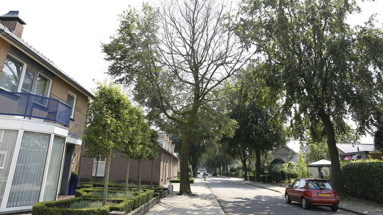 De Dorpsstraat in Langenboom met links de bewuste boom (Foto: SK Media)