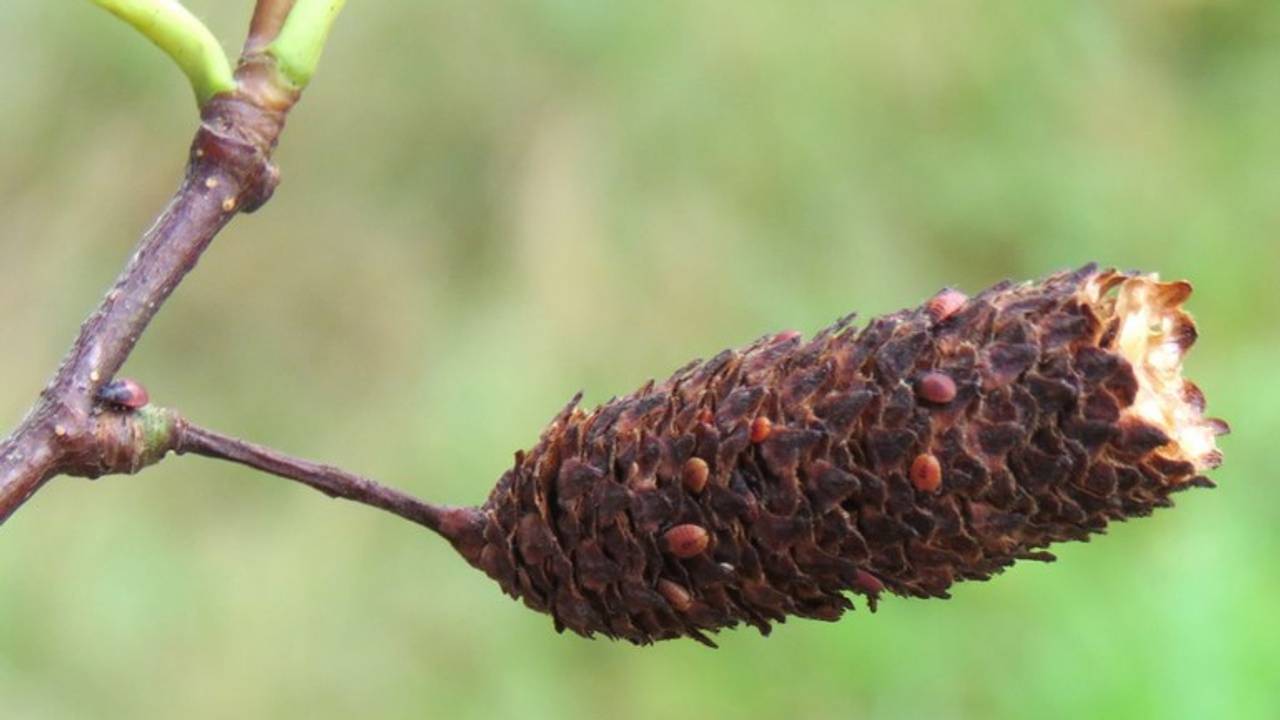 Op één katje kunnen al tientallen berkenwantsen zitten (Foto: Arnold van Vliet)