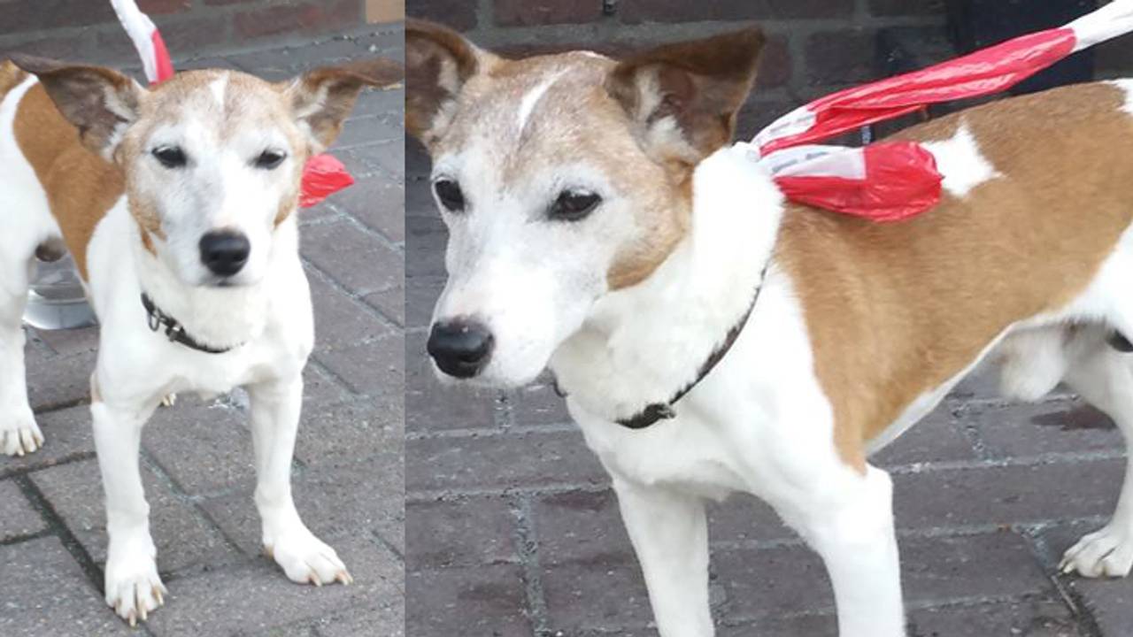 Wie herkent deze hond? (foto: PolitieAsten / Facebook)