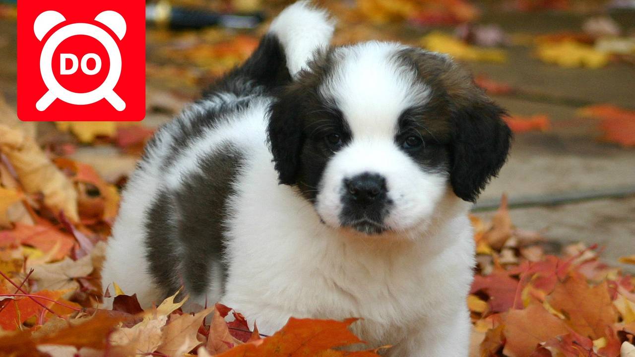 Malafide handelaar gaat weer tegen de regels in