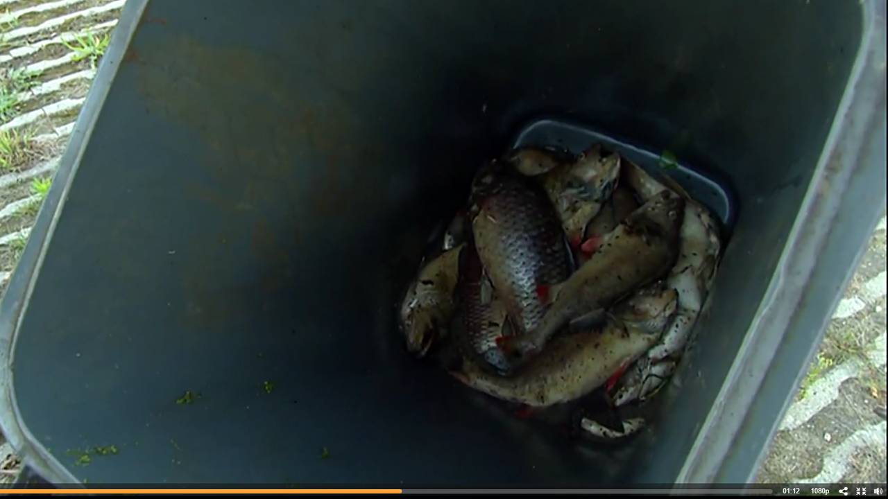 De dode vissen worden in Helmond uit het water gehaald.