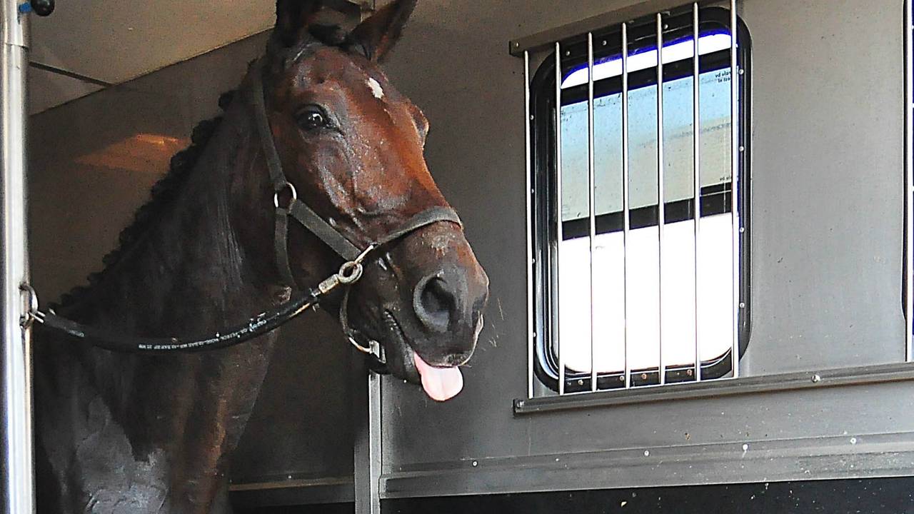 'De paarden waren overstuur door de omstanders', zo zegt de man uit Waalwijk