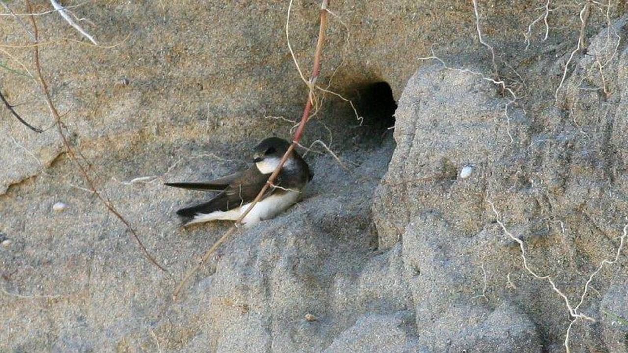 Een oeverzwaluwvoornestholte