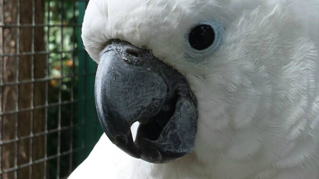 Kootje de witkuifkaketoe