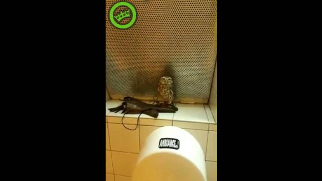 Ken je die mop van die uil die naar het toilet ging?