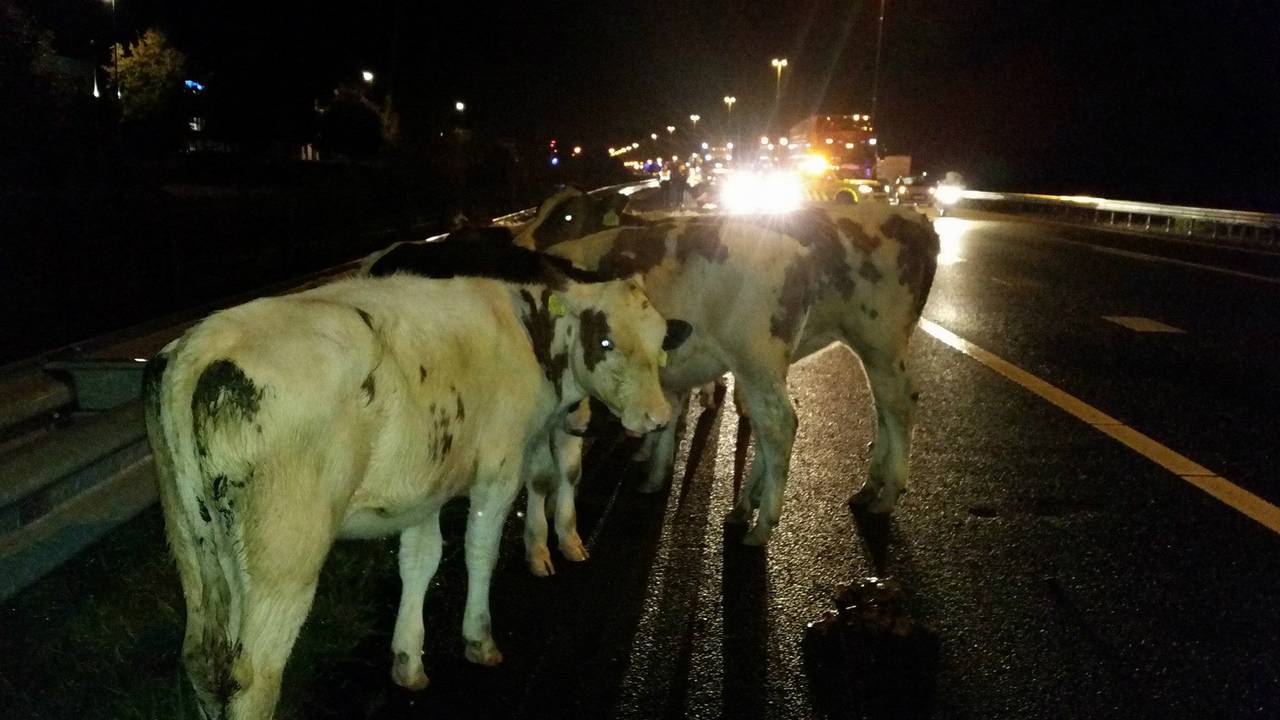 Foto: Facebook/Politieteam Groene Beemden