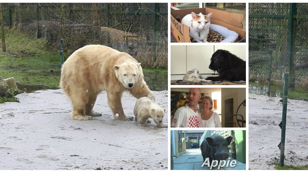 (Foto's: ANP, Dierenrijk en archief)