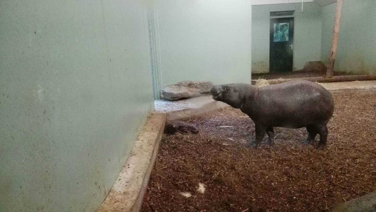 Het pasgeboren dwergnijlpaardje en moeder maken het goed.