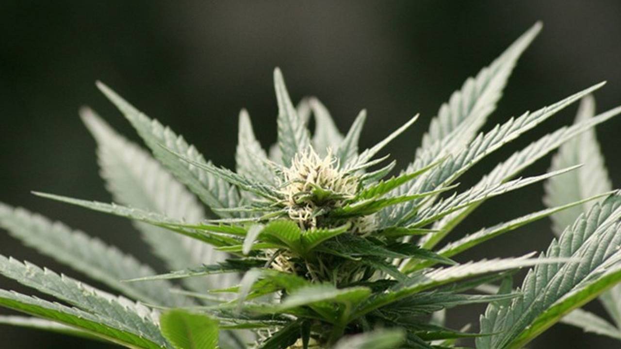 Grote hennepkwekerij met 1200 planten ontdekt na lekkage waterleiding
