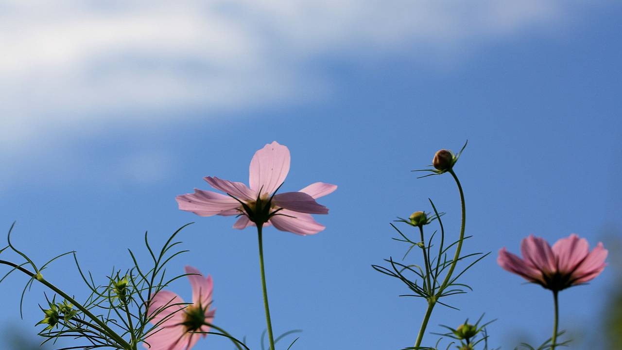 Zonnig weer in een tuin in Heesbeen (Foto: Lida Verkade)
