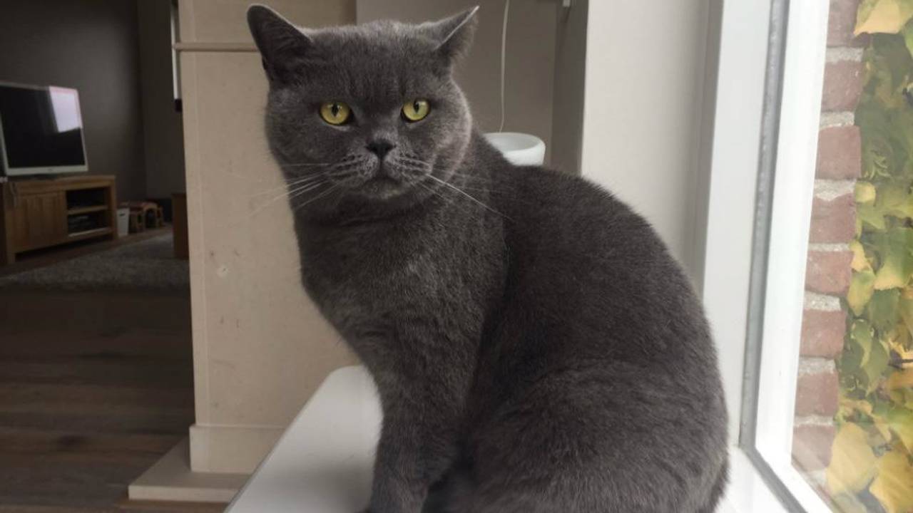 Stef Kampinga wil koste wat kost de dader achterhalen van demishandeling van zijn kater Jip