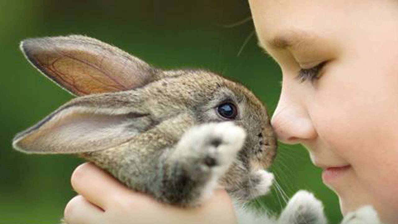 Konijnen niet meer te koop bij Intratuin Nuenen (foto: Intratuin)