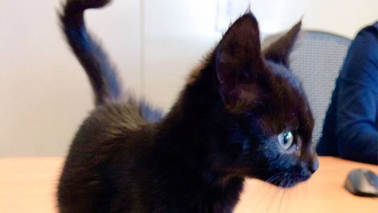 De gevonden kitten (Foto: NS Online)